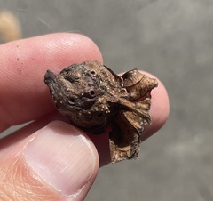 Andricus quercuspetiolicola