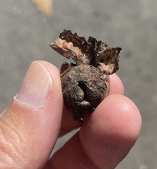 Andricus quercuspetiolicola