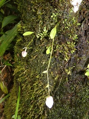 Utricularia jamesoniana