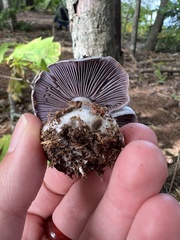 Cortinarius iodes