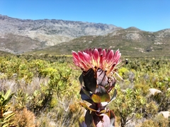 Protea eximia