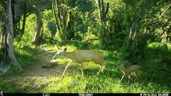 Odocoileus hemionus peninsulae