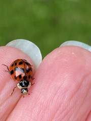 Harmonia axyridis