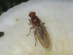 Suillia bicolor