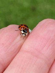 Harmonia axyridis