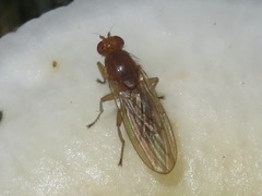 Suillia bicolor