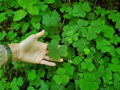 Oxalis oregana