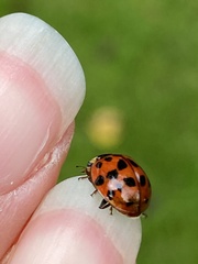 Harmonia axyridis