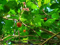 Rubus spectabilis