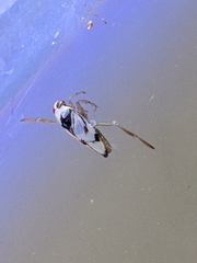 Notonecta undulata