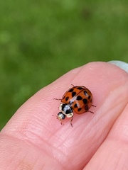 Harmonia axyridis