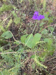 Verbena pulchella