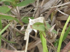 Epipagis fenestralis
