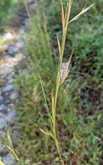 Andropogon virginicus