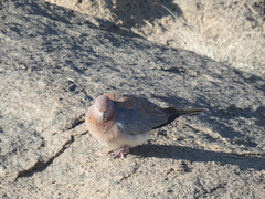 Streptopelia senegalensis senegalensis