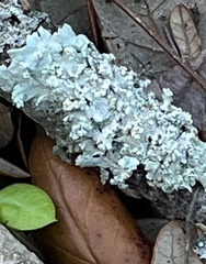 Myelochroa aurulenta