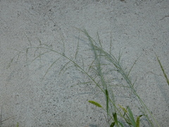 Panicum