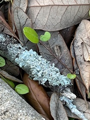 Myelochroa aurulenta