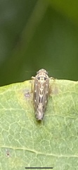 Athysanini