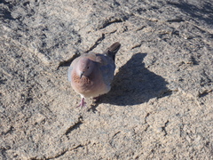 Streptopelia senegalensis senegalensis