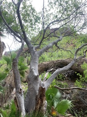 Ficus insipida