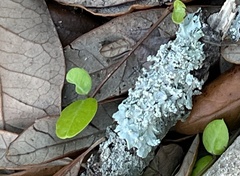 Myelochroa aurulenta