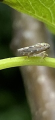 Athysanini