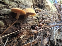 Gymnopilus