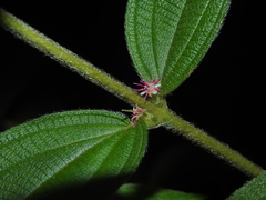 Miconia rubra