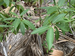 Ficus insipida