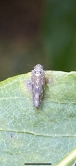 Athysanini