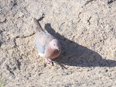 Streptopelia senegalensis senegalensis