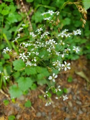 Boykinia occidentalis