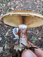 Cortinarius eufulmineus