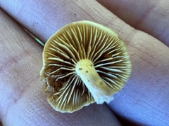 Gymnopilus