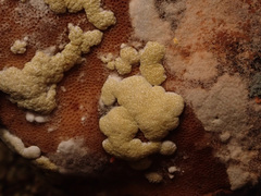 Trichoderma pulvinatum