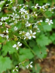 Boykinia occidentalis