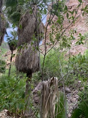 Ficus insipida
