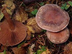 Cortinarius saturninus