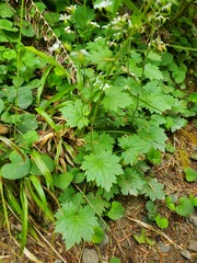 Boykinia occidentalis