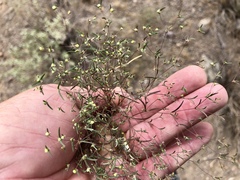 Euphorbia gracillima