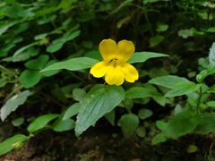 Erythranthe dentata