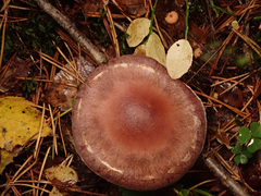 Cortinarius saturninus
