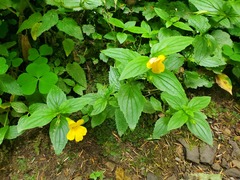 Erythranthe dentata