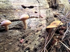 Gymnopilus