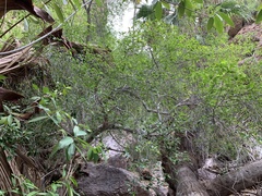 Ficus insipida