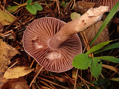 Cortinarius saturninus