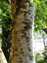 Astronium graveolens