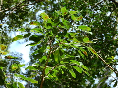 Astronium graveolens