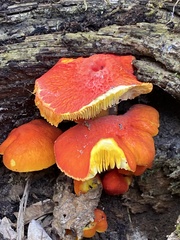 Pluteus aurantiorugosus